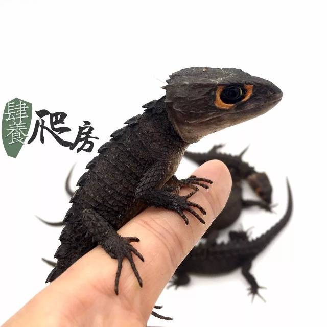 购买的,直接拉到文末点击蓝字 阅读原文 即可购买 今日物种: 红眼鹰蜥