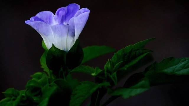 海顿C大调键盘奏鸣曲