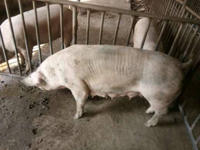 关于母猪的饲养管理技术大全之八"母猪空怀篇"