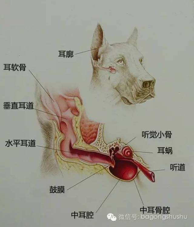 知识耳螨与外耳炎到底该怎么区分?