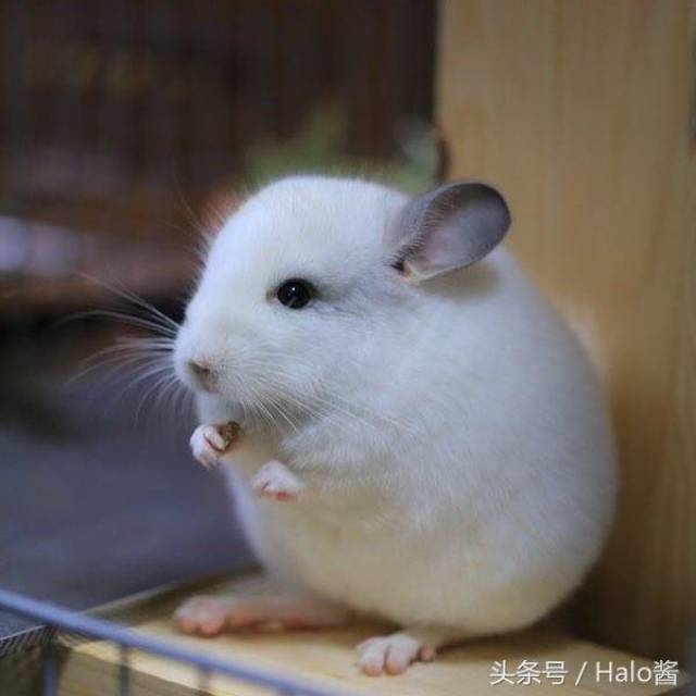 龙猫原型是它!毛丝鼠圆嘟嘟身材+诱人背影让人好想尽情揉捏!