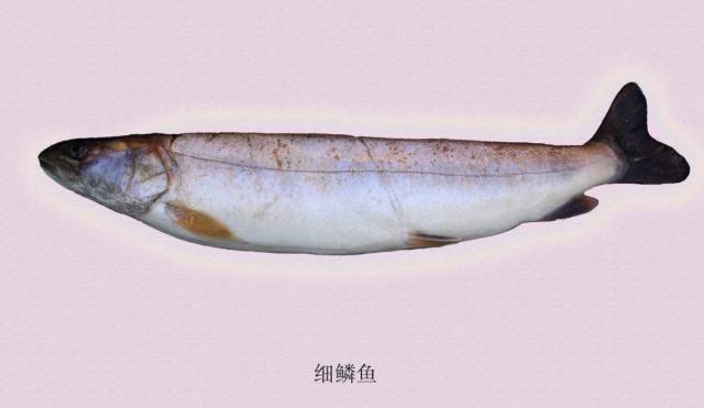 每天认识一种鱼64细鳞鱼康熙题诗的冷水鱼王