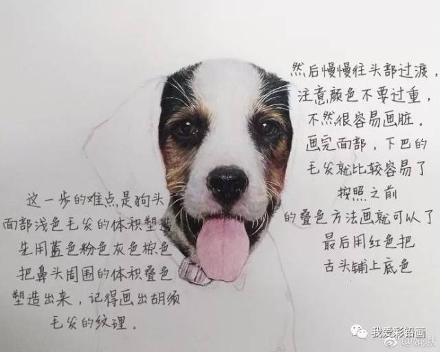 彩铅手绘小教程 | 狗狗