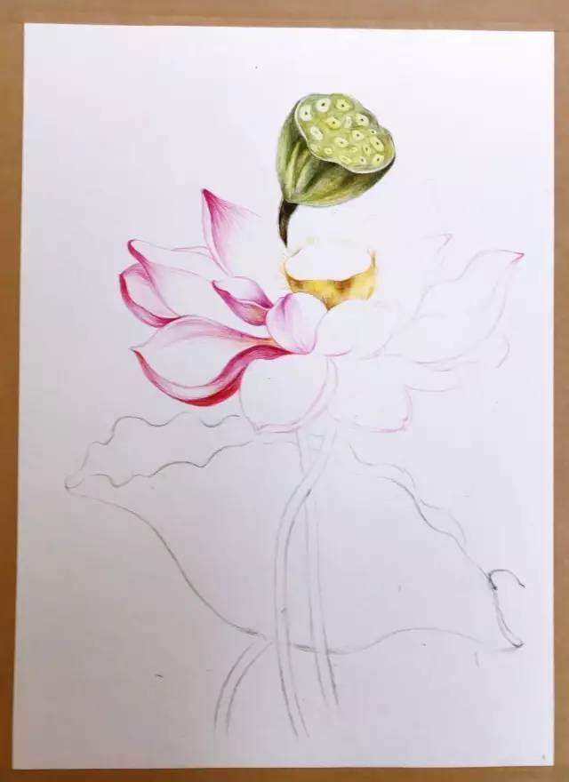 彩铅手绘荷花教程