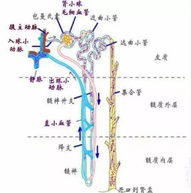 肾小球滤过的钾有96-99%都被重吸收(见图2),肾小管的各部分和集合管均