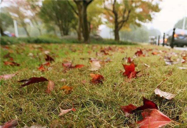深秋的茸城,     秋风秋雨后,     斑斓的树叶成为一道道美丽的