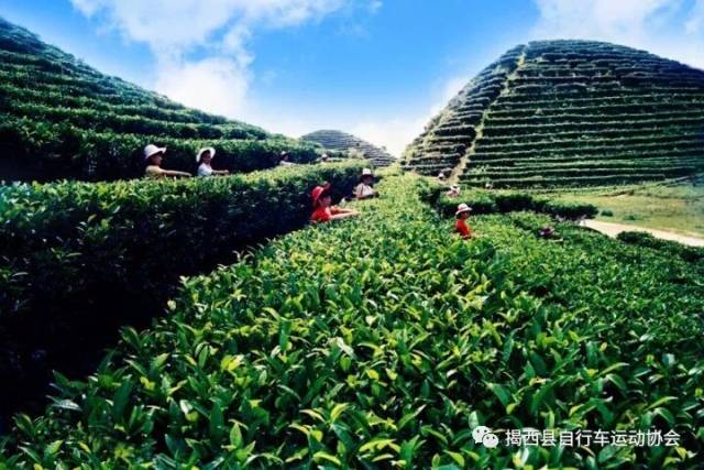 活动报名 | 揭西县首届擂茶大赛暨山地车骑游体