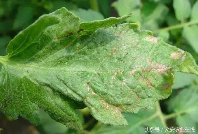 最全番茄17种病害诊断图谱(附防治方法)