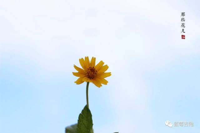 【更新】| 蓝莓吉他弹唱教学视频-第135课《那