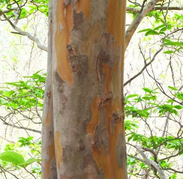 15种美丽的树皮,展示大自然的美!