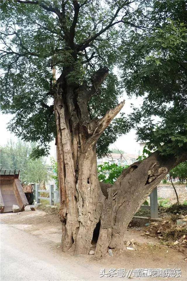 章丘闫家峪村有棵千年老槐树,树身短,树心已全空,你看看啥样