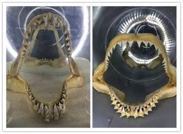 鲨鱼的牙齿不像其他动物恒固一排 反而具有5-6排之多 而且它的一生中
