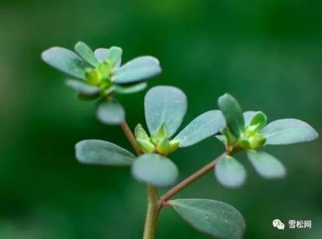 十种遍布农村的草药 药用价值超过您的想象