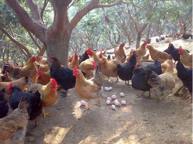 晓鸣股份：公司主营业务为祖代蛋种鸡、爸爸妈妈代蛋种鸡饲养