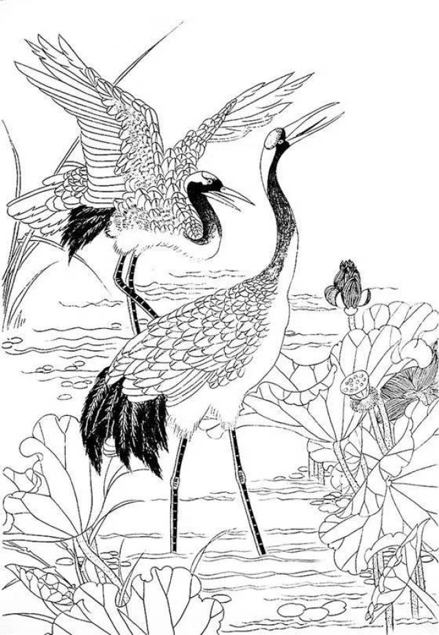 最全的白描花鸟(仙鹤篇)