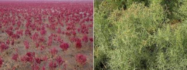 盐地碱蓬还是一只只"变色龙",它们能在不同的环境中表现出不同的生长