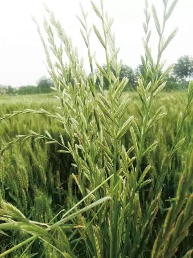 麦田除黑麦草趁草小时施药小麦苗后早期也能用药封闭除草