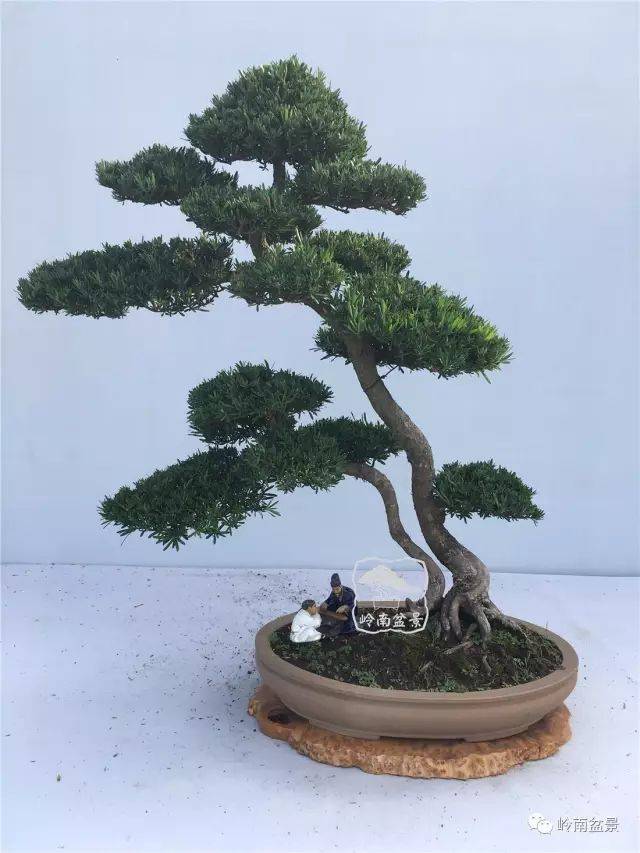 罗汉松——招财镇宅,一盆足矣!