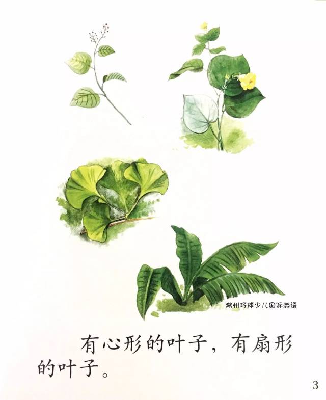 【阅读漂流】中班绘本课《植物的叶子》