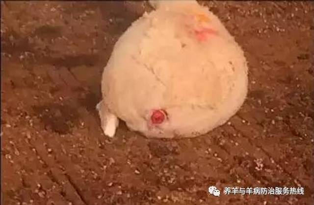 科学处理羊胀气,你做对了吗?