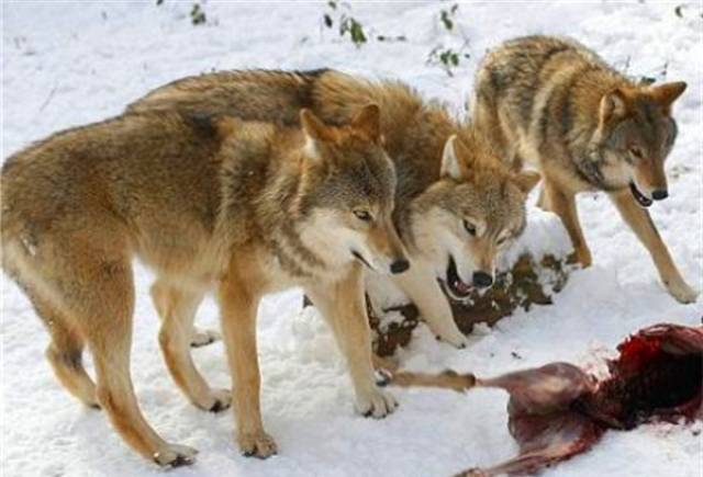 狼很聪明的,知道攻击人没有好下场,只能拿狗狗开刀.