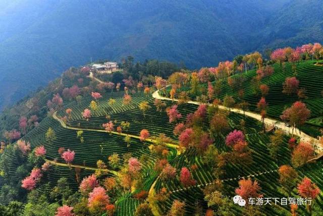 无量山樱花谷,间植在茶园中的冬樱花竞相开放,构成一幅无量山樱花谷