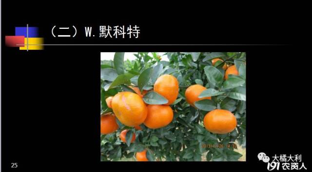 广西热门品种市场前景