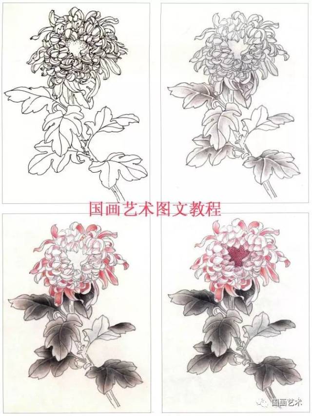 图文教程:工笔菊花画法解析