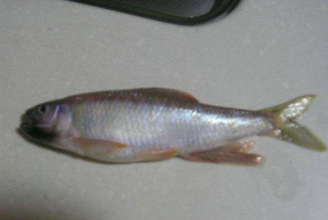 四川岷江,几年前捞起一盆鱼,其中几种,可能已经消失