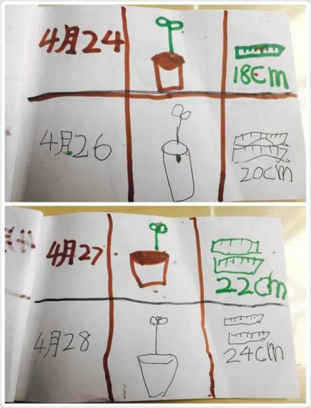 另外,教师还可以制作两份观察记录表,供大班幼儿记录两种植物的不同