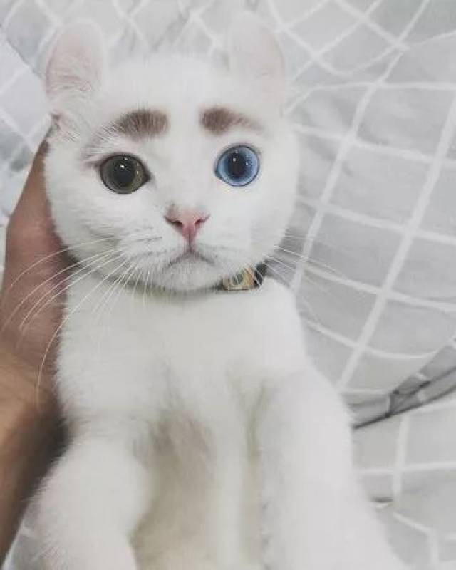 异瞳猫被画眉毛,果然是别人家的猫,一只我都没有.
