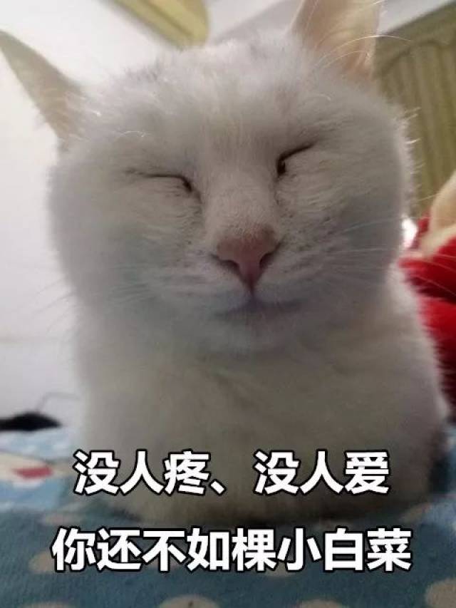 看完这组猫咪表情包后,我哇的一声哭了出来.