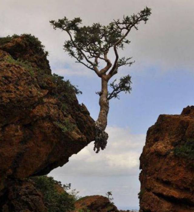 全球最神奇的树,见证"顽强"生命的奇迹