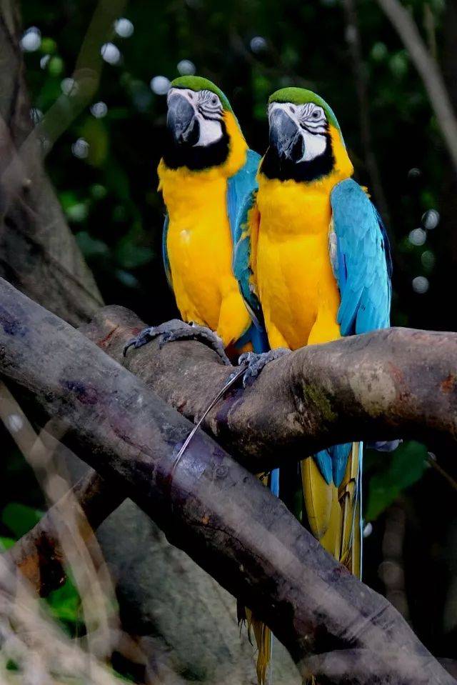 厉害了!这些鹦鹉不仅