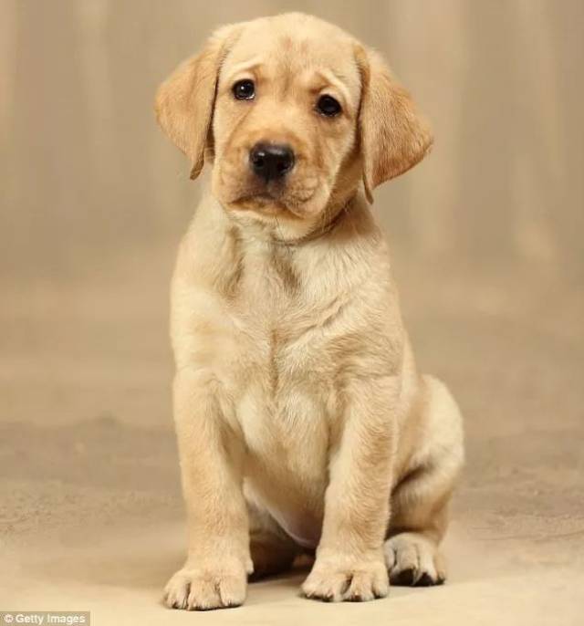 澳大利亚最受喜爱的犬类品种揭晓!拉布拉多夺魁,你家狗狗上榜了吗