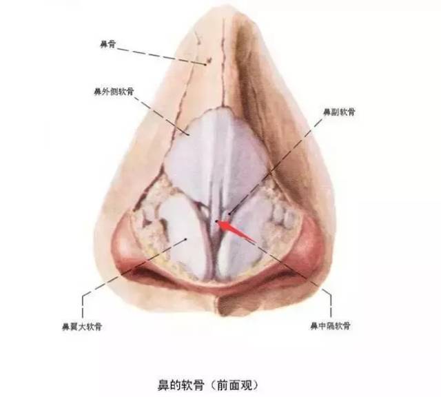 新鲜时的鼻中隔软骨呈半透明,一般呈平整薄板状,质地较硬,几乎没有