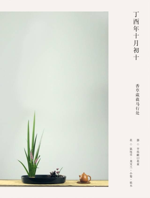 丁酉年十月初十 花语◇香草葳蕤马行处 花◇鼠尾草·龙文兰·小菊