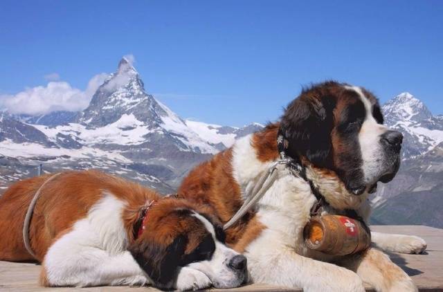 世界上最大的犬-圣伯纳犬的详细解读