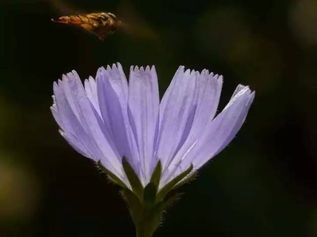 【识花】菊苣