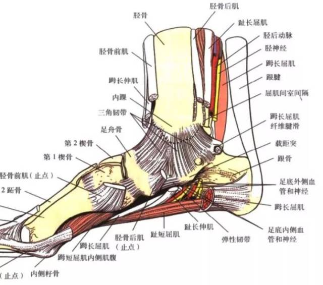 腓侧副韧带位于关节的外侧,由从前往后排列有距腓前,跟腓,距腓后三条