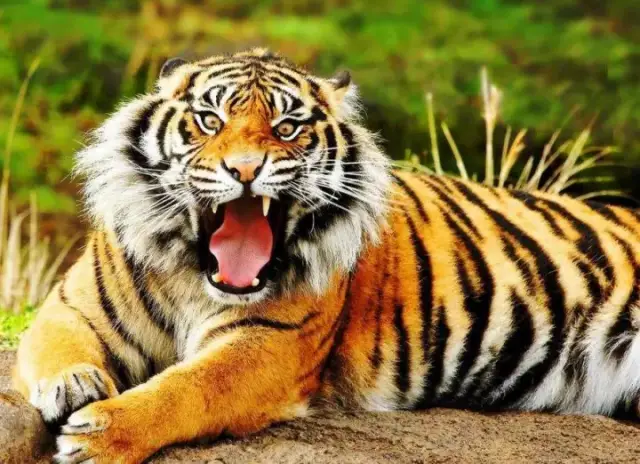 你以为老虎就比女人可怕吗?