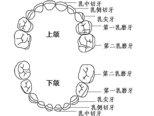 乳牙解剖形态特点:牙齿表面的窝沟点隙,以及牙齿之间的生理间隙等结构