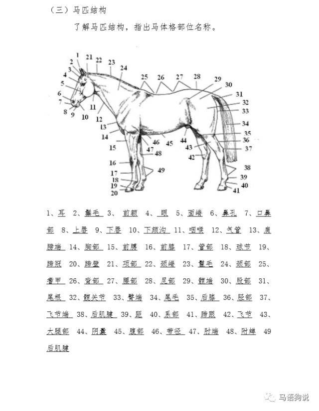 马身体部位中英文对照详解