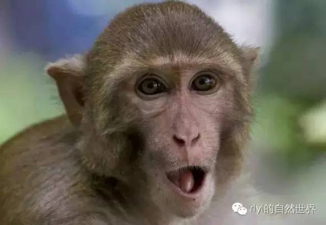 【rlyl物种说】今日--普通猕猴(rhesus macaque)