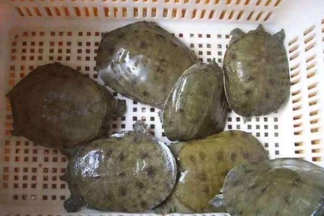 从汉寿甲鱼到大湖汉寿中华鳖的华丽转身,这中间发生了什么故事?