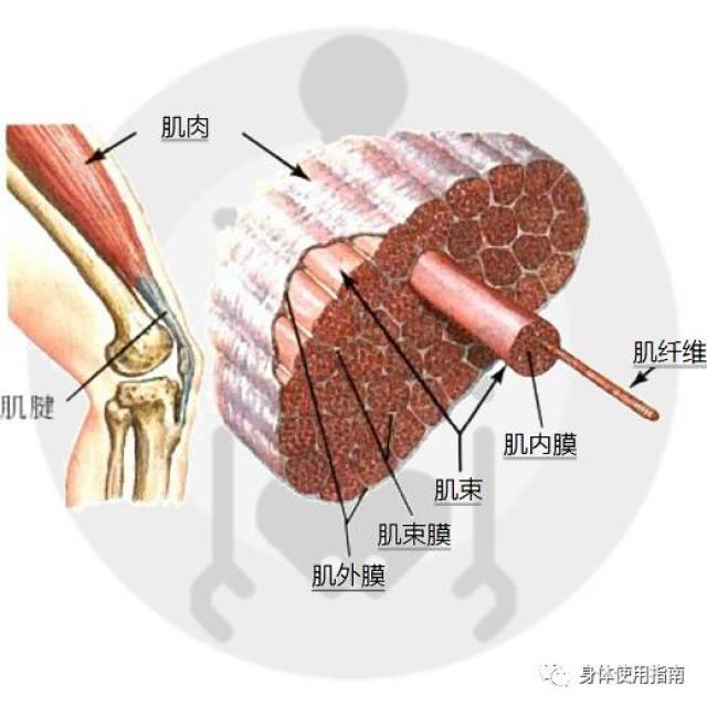 你被"肌肉太紧"吓唬过么?│身体使用指南