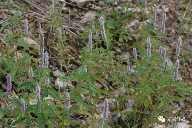 [看图识物] 野香草