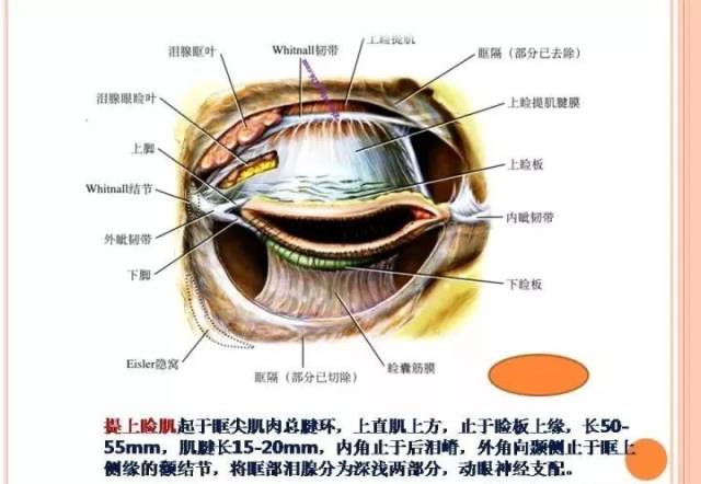 下面是提上睑肌及müller平滑肌的解剖.