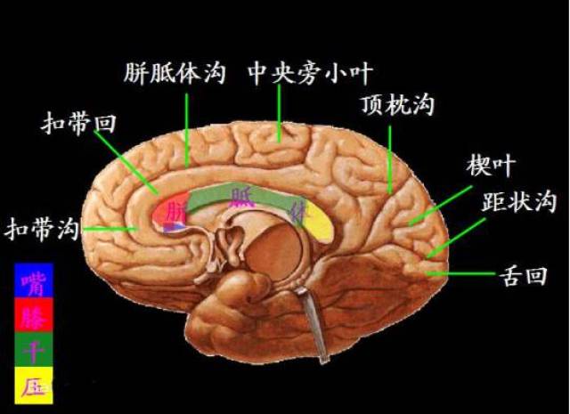 解剖:胼胝体(corpus callosum)为连接左右两侧大脑半球之间最大的