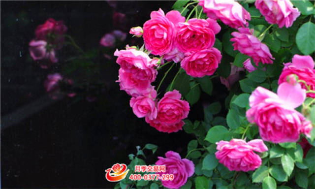 休眠期的月季修剪(图1) 休眠期的月季修剪(图1)